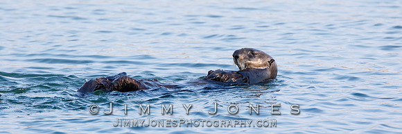 Sea Otter