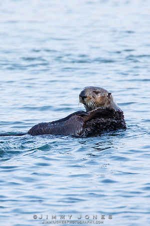 Sea Otter