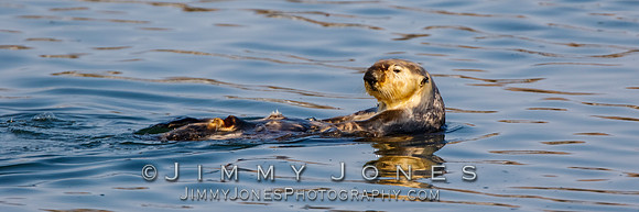 Sea Otter