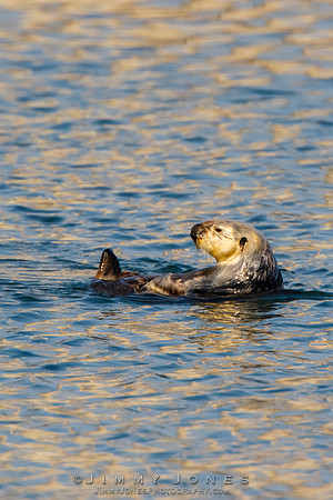 Sea Otter