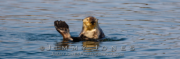 Sea Otter