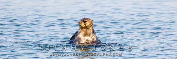 Sea Otter