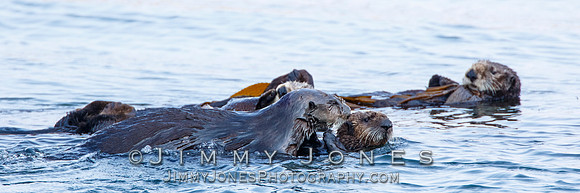 Sea Otters