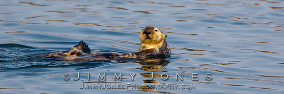 Sea Otter