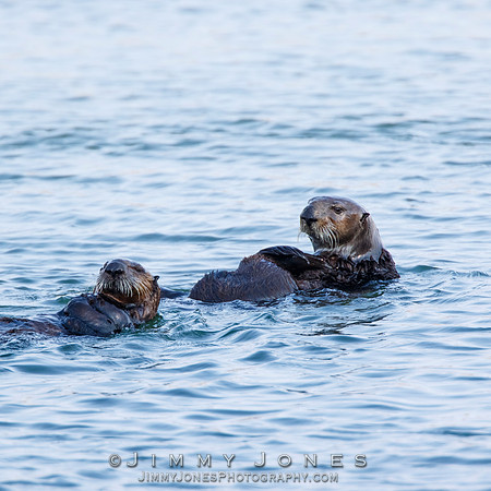 Sea Otters
