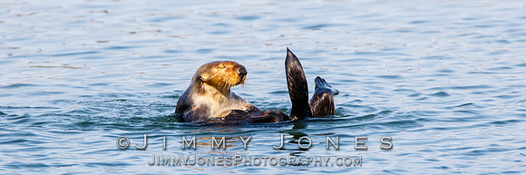 Sea Otter