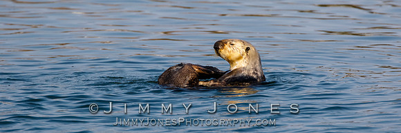 Sea Otter