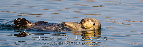 Sea Otter