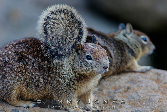 Ground Squirrels