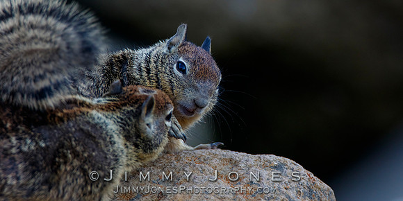 Ground Squirrels