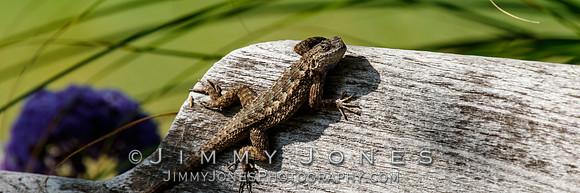 Western Fence Lizard