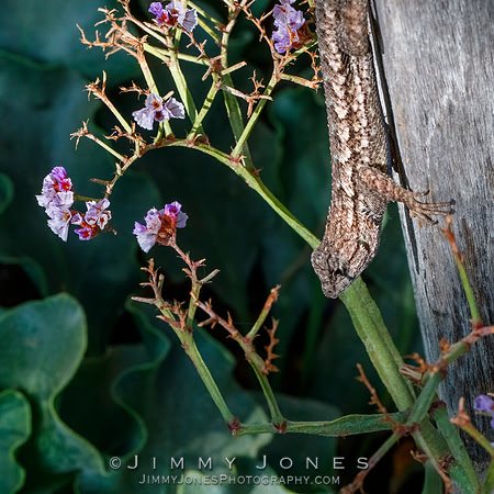 Western Fence Lizard