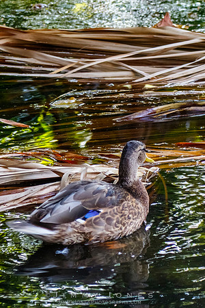Female Mallard