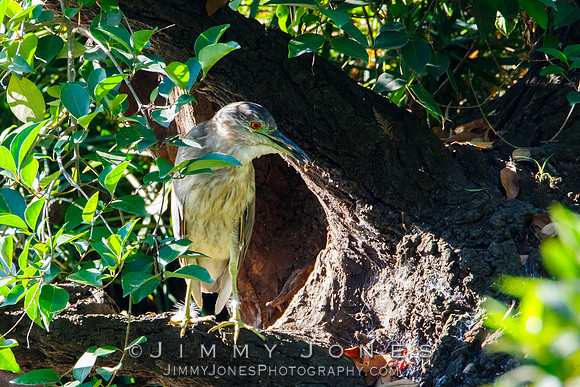 Black-crowned Night Heron