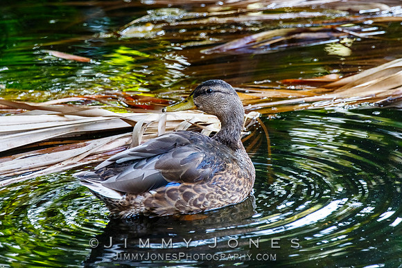 Female Mallard