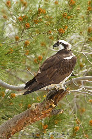 Osprey