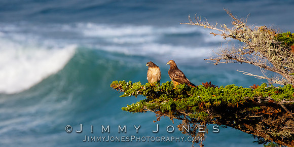 Red Tailed Hawks
