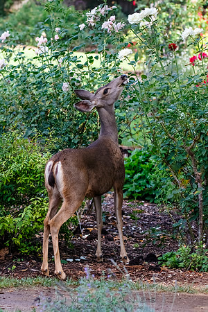 Mule Deer Doe