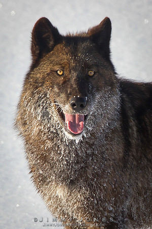 Agate Yearling / Gray Wolf - CS/P0001
