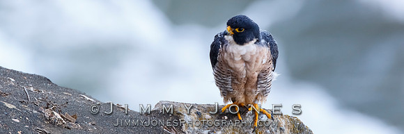 Peregrine Falcon