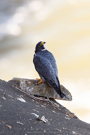 Peregrine Falcon