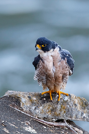 Peregrine Falcon