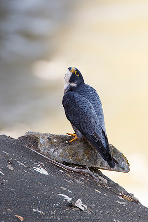 Peregrine Falcon
