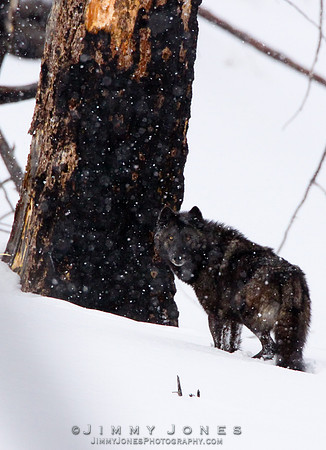 Lone Black / Gray Wolf - CS/P0011