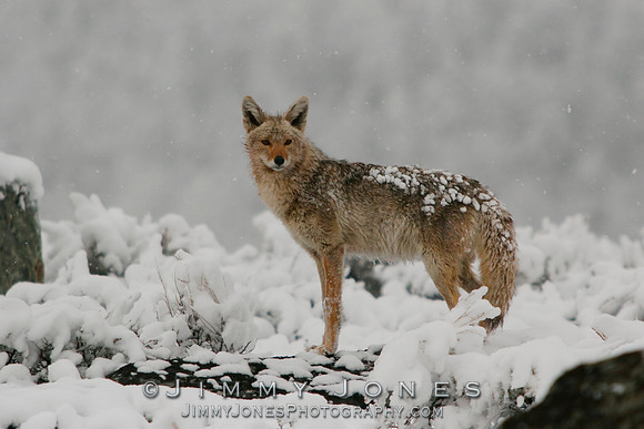 Coyote