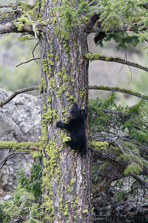 Black Bear Cub