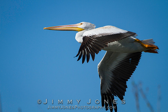 White Pelican