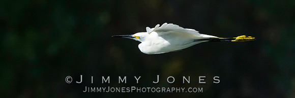 Snowy Egret - BS/P0074
