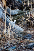 Ermine