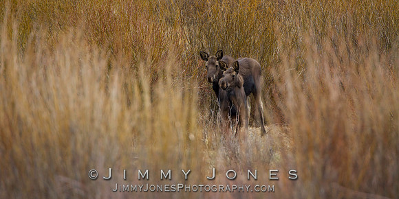 Moose Cow w/ Calf