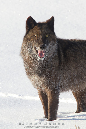 Agate Yearling / Gray Wolf - CS/P0006