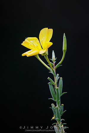 Evening Primrose