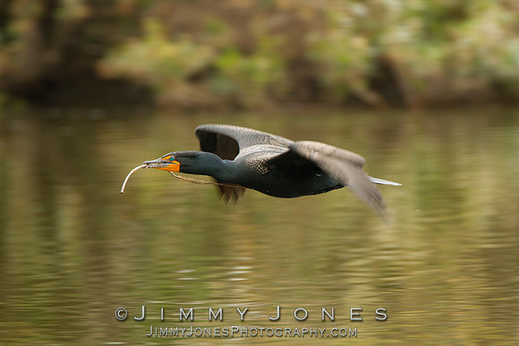 Double-Crested Cormorant