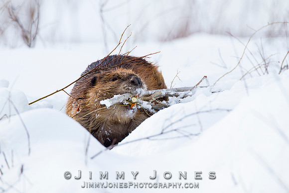 Beaver