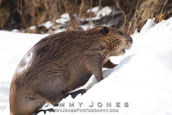 Beaver