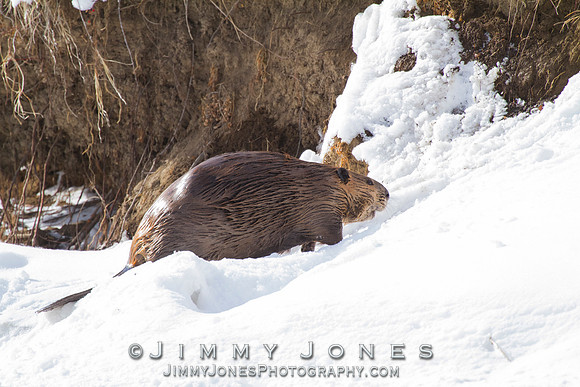 Beaver