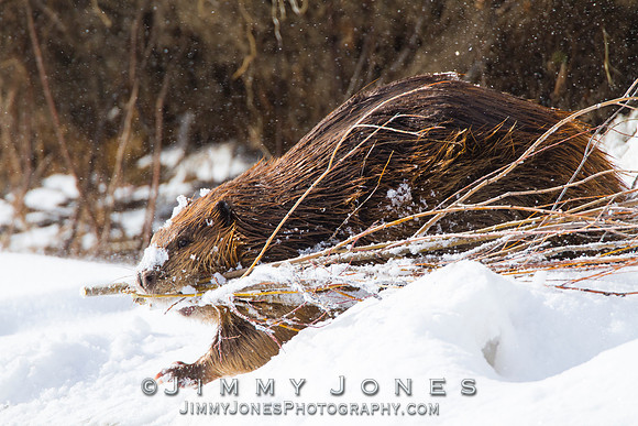 Beaver