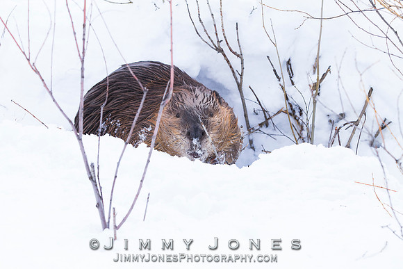 Beaver