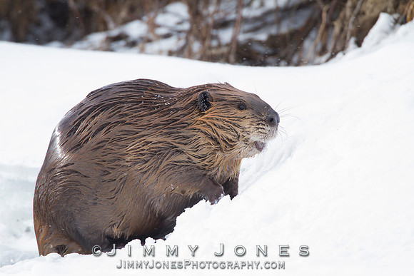 Beaver