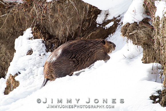 Beaver