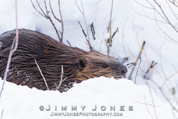 Beaver