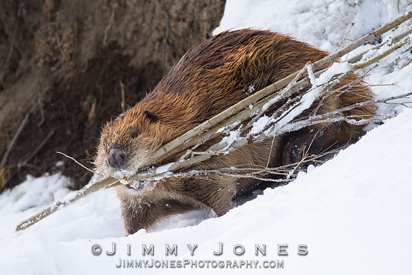 Beaver