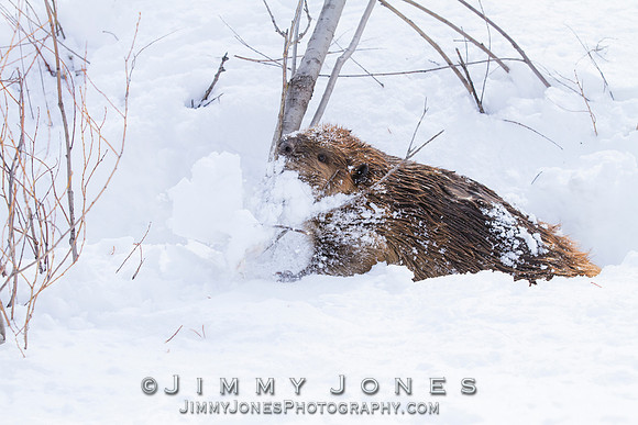 Beaver