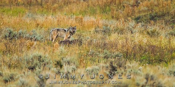 Junction Butte Pack Yearling