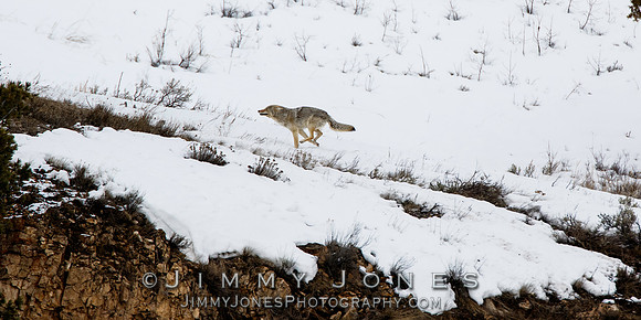 Coyote Running