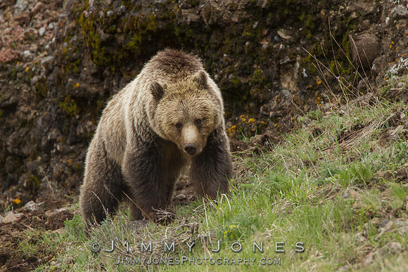 Grizzly Bear